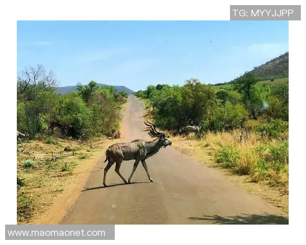 南非与纳米比亚激战正酣谁能在这场较量中笑到最后